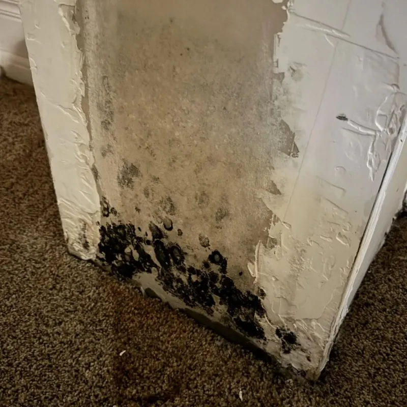 Professional Mold Removal in Kingston, MO